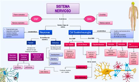 Diagrama De Sistema Nervioso