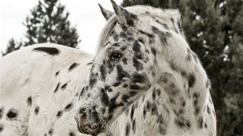 Appaloosa Horse Facts And Information - Breed Profile