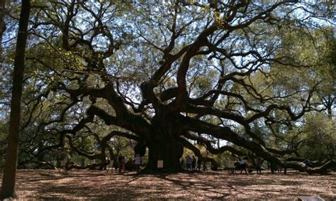 Angel Oak Tree | Angel oak trees, Angel oak, Tree