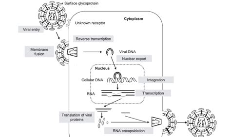 Retroviral Cycle Schematic Representation Of The Eiav Viral Cycle Into