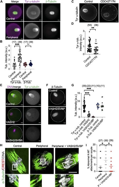 Reducing Tubulin Tyrosination In Peripheral Gv Oocytes Rescued The