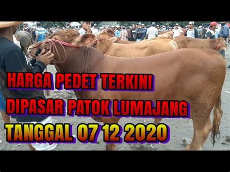 Harga Sapi Pedet Jantan Dipasar Patok Lumajang 07 12 2020 YouTube