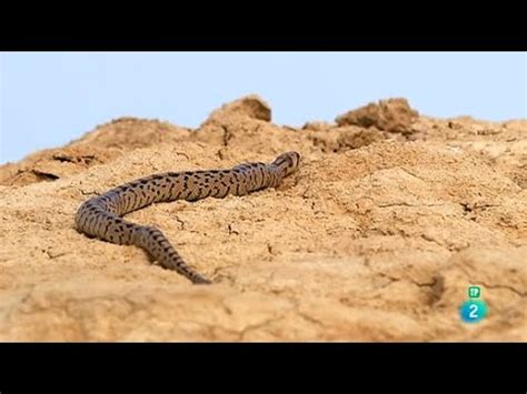 Descubre el fascinante desierto más grande del mundo un