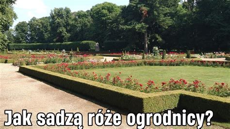 Jak sadzą róże ogrodnicy Ogrody Muzeum Zamoyskich w Kozłówce