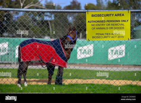 Biosecurity Horse Hi Res Stock Photography And Images Alamy