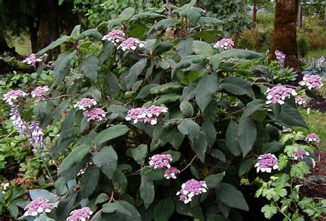 Hydrangea aspera 'Macrophylla' | Hydrangea aspera, Hydrangea, Macrophylla