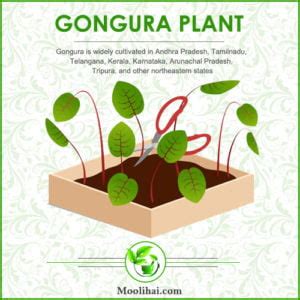 Medicinal Properties And Health Benefits Of Gongura (Sorrel) - Moolihai