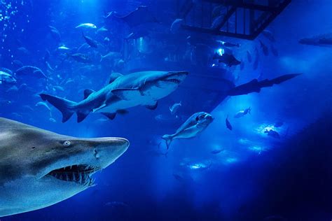 Get 25% off shark diving at Dubai Aquarium | Things To Do | Time Out Dubai