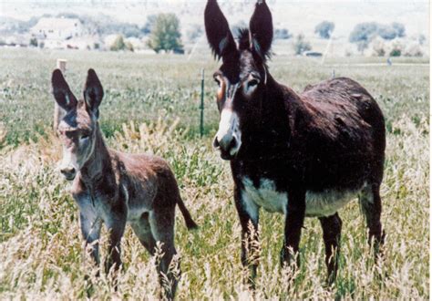 Mule Facts – Mule, Donkey & Horse Training with Meredith Hodges