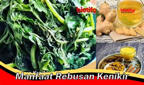 Temukan Manfaat Rebusan Kenikir Yang Jarang Diketahui Biotifor