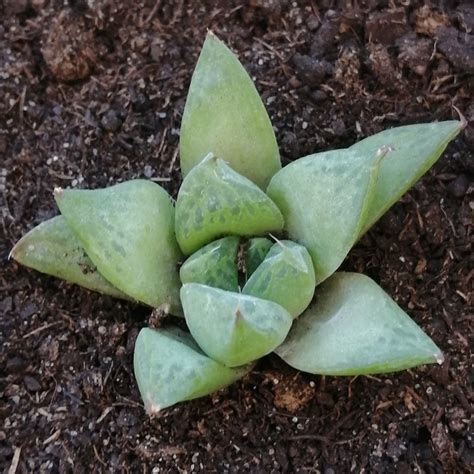 Haworthia Cymbiformis Var Obtusa Haworthia Cymbiformis V Obtusa