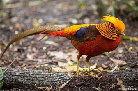 The Pheasant Waterfowl Society Of Australia Golden Pheasant