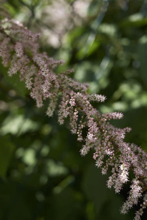 Pink Flowers of Tamarix Gallica Tree Stock Photo - Image of spring ...