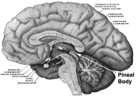 Lecture Endocrine Development Embryology