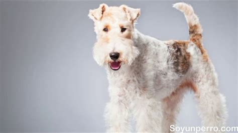 Raza De Perro Fox Terrier Caracter Sticas Y Cuidados Todo Sobre