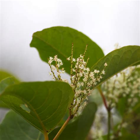 Japanese Knotweed Identification The Complete Guide Japanese