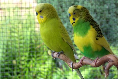 Budgerigar colors and their variety (Photo album) | ThePerruches.com