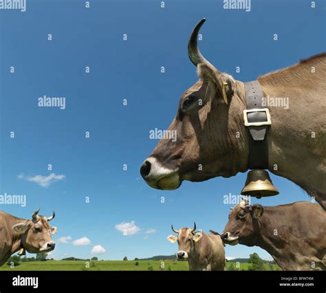 Dairy Cow Portrait Low Angle Hi Res Stock Photography And Images Alamy