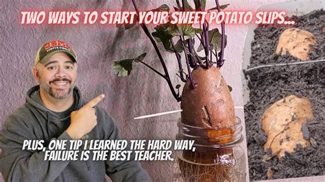 Super Simple Ways To Start Sweet Potato Slips Dhbg Youtube