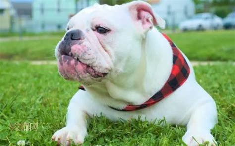 300 Most Popular Female American Bulldog Names - Dog Fluffy