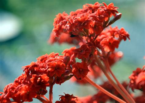 Gratis billeder træ natur blomst blad kronblad sommer rød