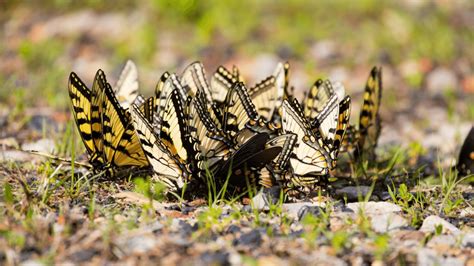 Eastern Tiger Swallowtail - CRITTERFACTS