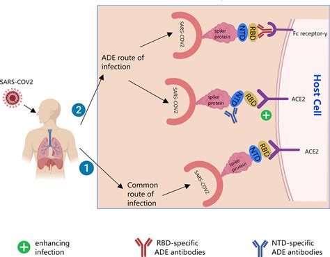 Frontiers Evolving Understanding Of Antibody Dependent Enhancement