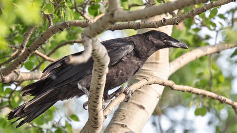 Do Ravens Make Good Pets? Yes, No, Maybe?