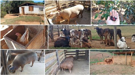 Dia a dia na roça Cuidando das plantas e dos animais da fazenda