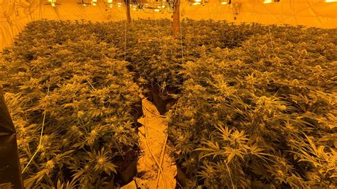 Cannabis Farm Worth Over £4m Discovered In Telford News Hits Radio Black Country And