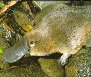 Poison Platypus | Australia animals, Platypus, Australian animals