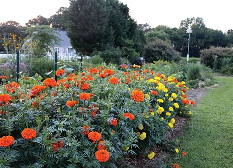 Giant Marigold Sbs Gardening