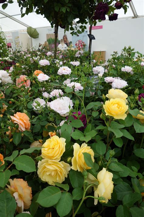 RHS Hampton Court Flower Show Press Day 2017 - The Surrey Edit