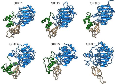 Figures and data in Binding to nucleosome poises human SIRT6 for ... 