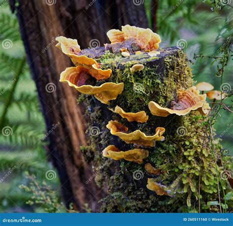 mushroom growing in tree 4