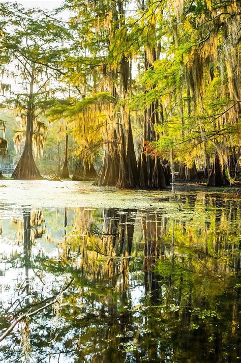 A Forest Of Bald Cypress Trees In The Morning Sun Caddo Lake Texas