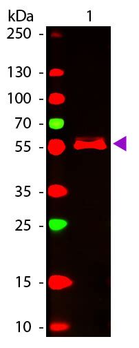 Mouse IgG2b Antibody ATTO 647N Conjugated Pre Adsorbed 610 156 042