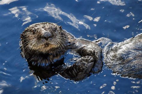 1100000 Free ラッコのあかちゃん And Sea Otter Images Pixabay