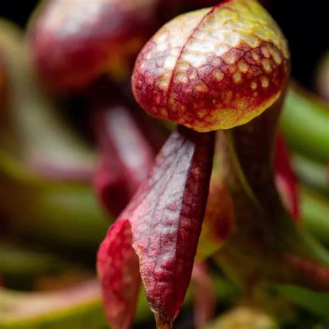 Darlingtonia californica 'Red Flower' Cobra Lily Plant - Tissue Cultur ...