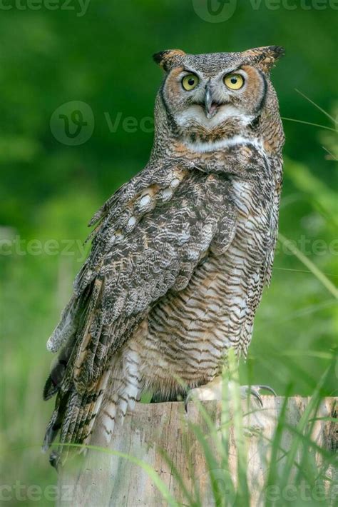 A Great Horned Owl With Its Beak Partially Open Stock Photo