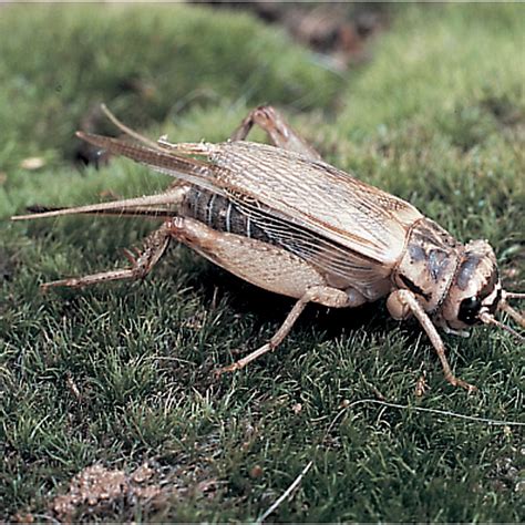 Cricket Gryllodes Sigillatus Living Adults Pack Of 12 Carolina