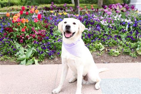 Bring your dog to pet friendly Salt Lake City, Utah – Dont Stop Retrieving