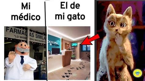 Memes Gatos😸😸 Gatosmexico