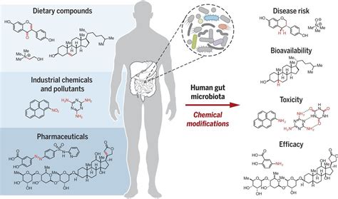 The human gut is packed with actively metabolizing microorganisms ...