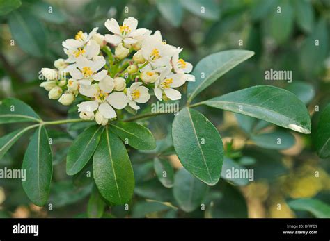 Mexican Orange Blossom Choisya Ternata Stock Photo Alamy