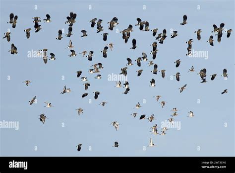 Lapwing Vanellus Vanellus Flock Flying With Black Tailed Godwits