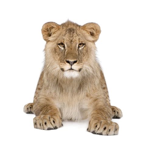 Portrait Of Lion Cub Against White Background Stock Photo Image Of