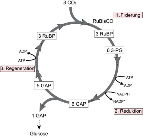 Calvin Zyklus DocCheck Flexikon