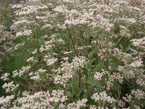 Ageratina altissima | Earthsource Inc.