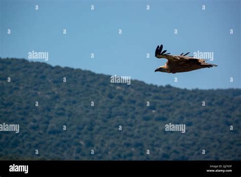 Detailed Close Up Of Griffon Vulture Eurasion Griffon Gyps Fulvus In